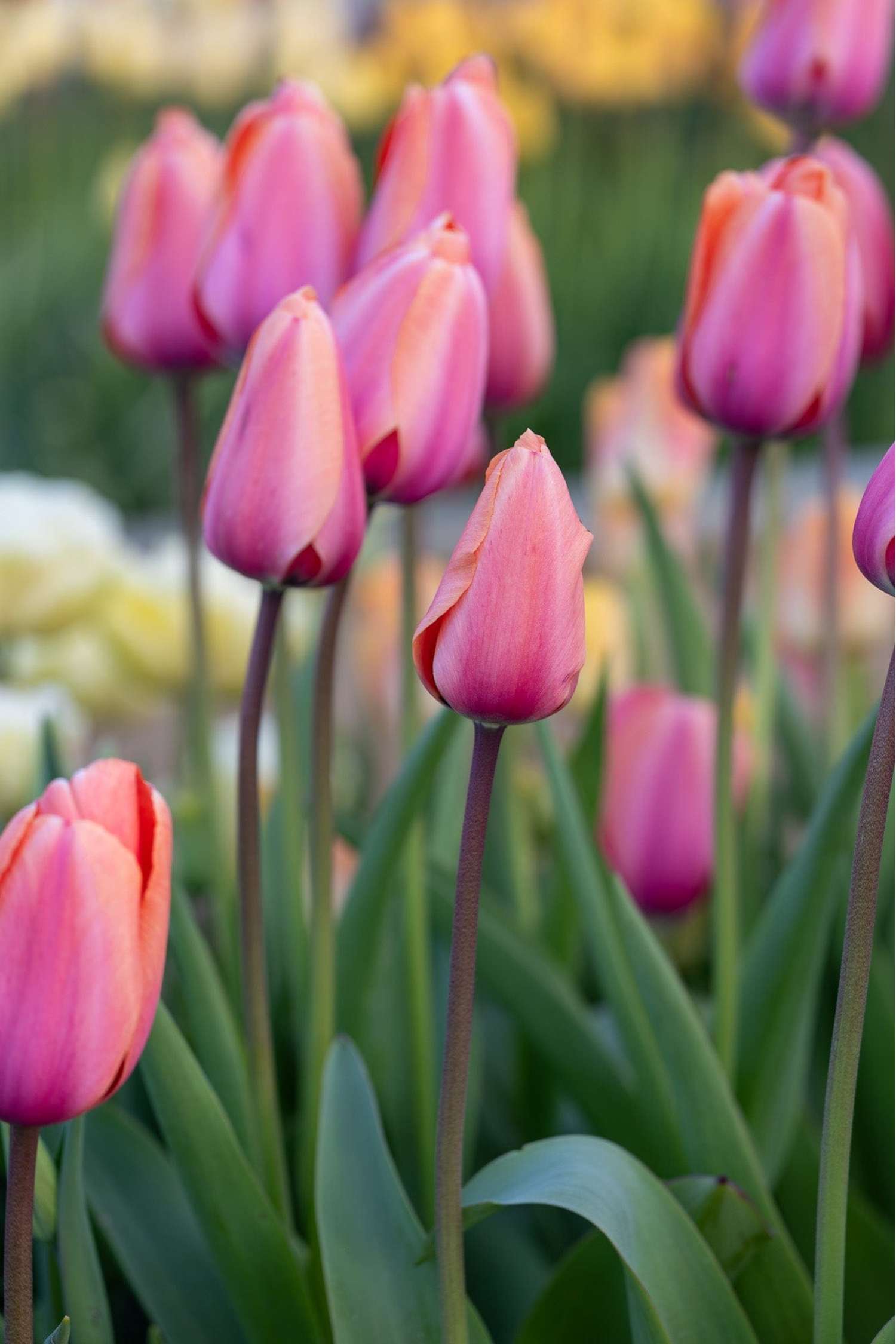 Tulppaani 'Apricot Impression'